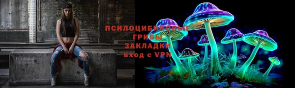 сатива Новокубанск