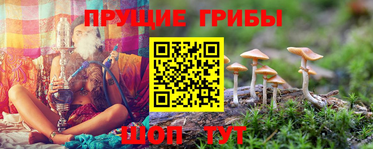 Галлюциногенные грибы Psilocybe  Балашов  Псилоцибиновые грибы мухоморы 